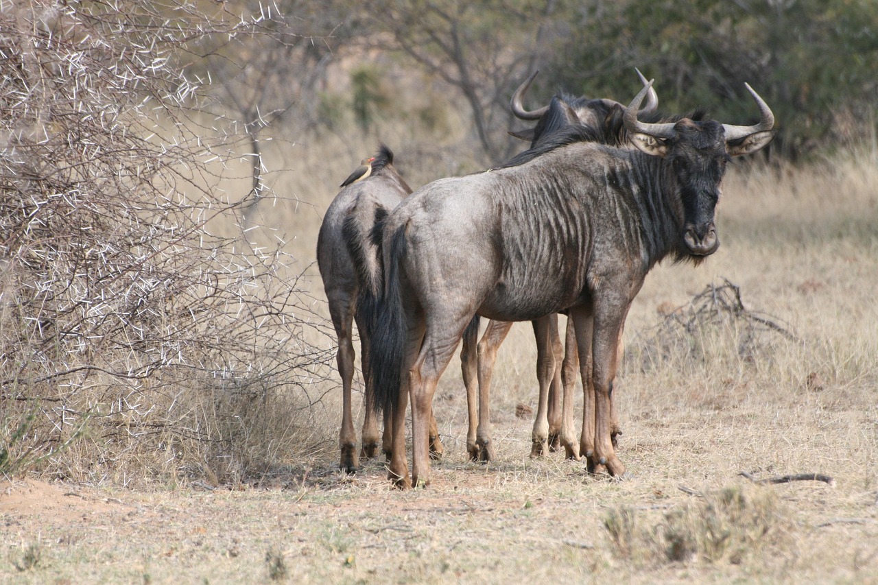 5 day flying safari from zanzibar to serengeti
